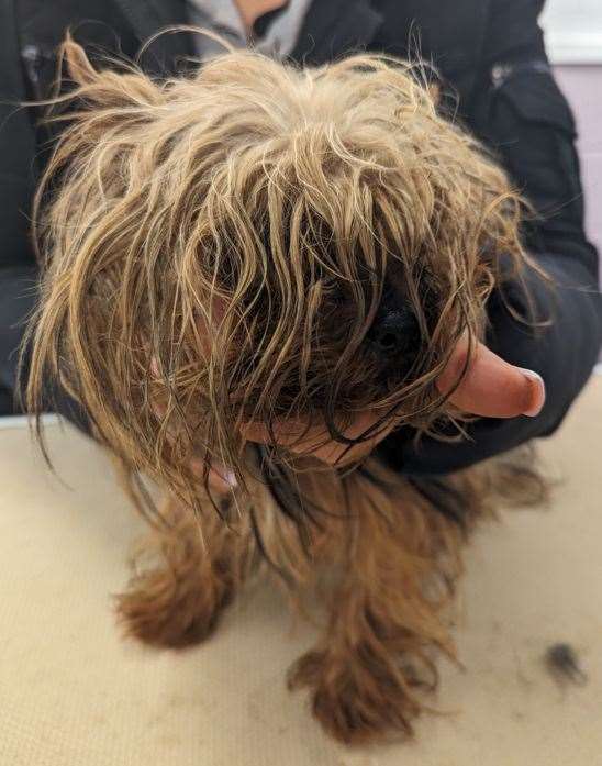 The woman failed to care for the dogs and cats at a property in Guyhirn. Picture: Cambridgeshire police