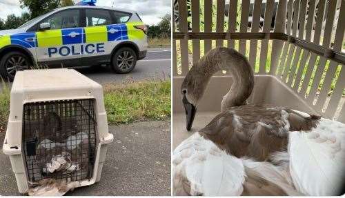 Swan captured by police in "Hot Fuzz" style capture on A47 (17689214)