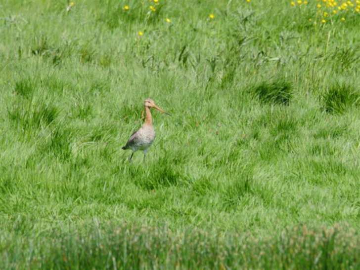 The success of Project Godwit has been featured in a paper published in a specialist magazine. Picture: Stock image