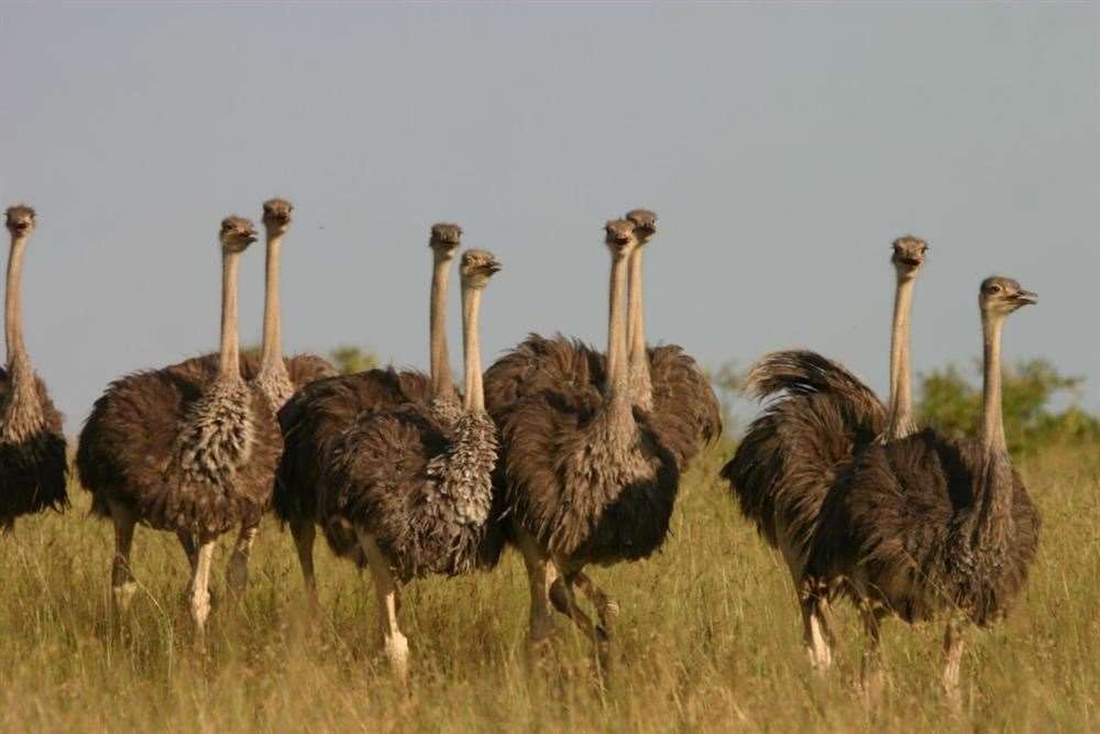 Thousands have signed a petition against plans for an ostrich farm in Murrow.