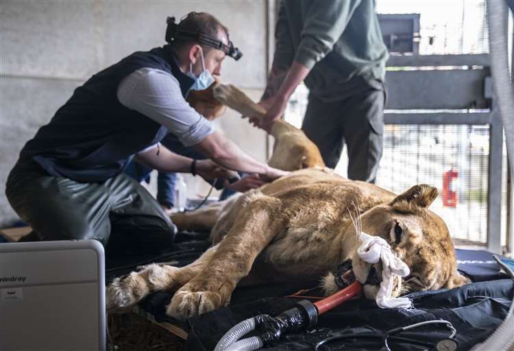 Fifteen-year-old lioness Julie is given a health check at Yorkshire Wildlife Park in Doncaster (Danny Lawson/PA) (61607545)
