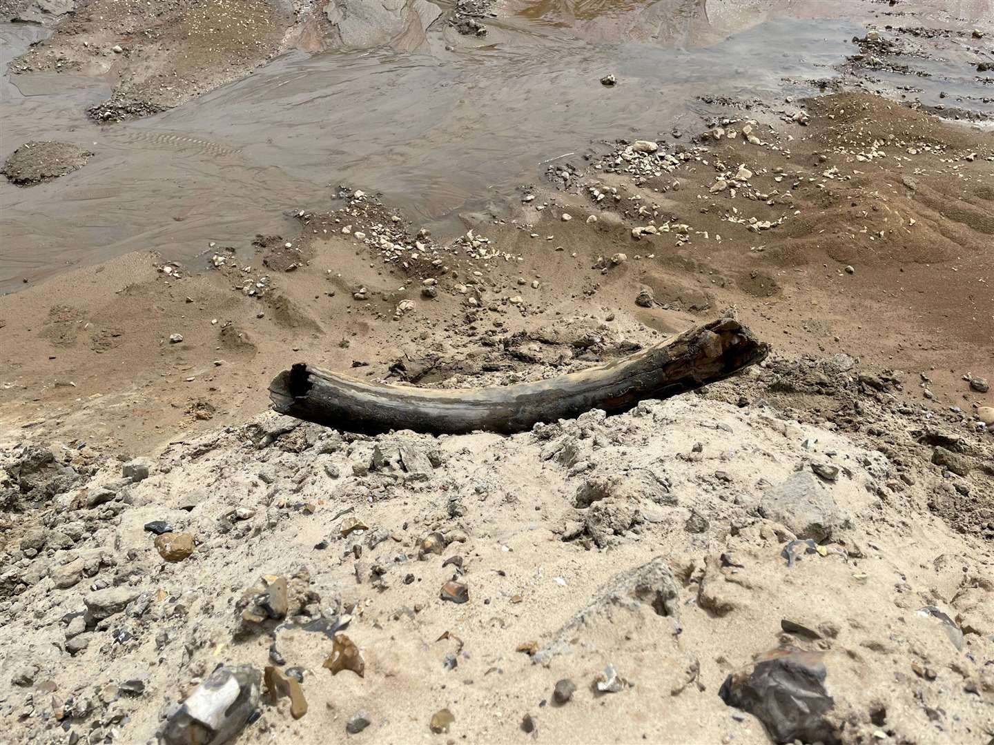 Veteran palaeontologist Jamie Jordan is celebrating a mammoth discover after finding a four-foot-long tusk in a quarry. Photos: SWNS.