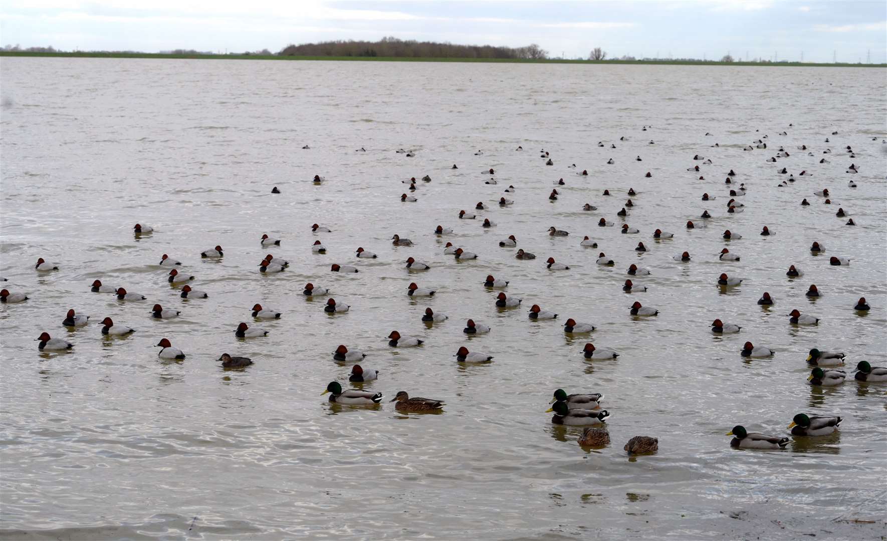 Welney Wetland CentreRedhead ducks