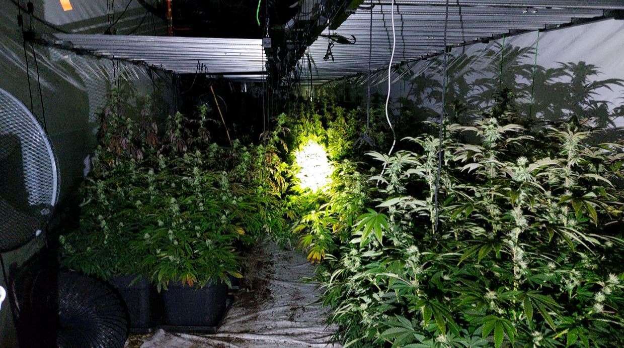 Police found 100s of cannabis plants in two locations in Wisbech.