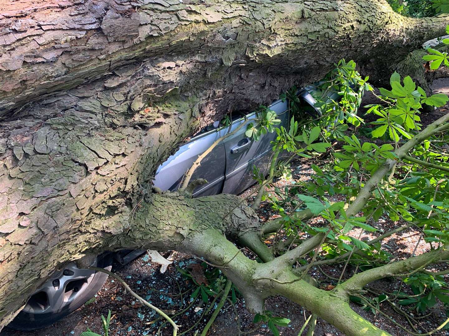 The massive branch crushed the parked car but the driver escaped with only minor injuries. (13826010)