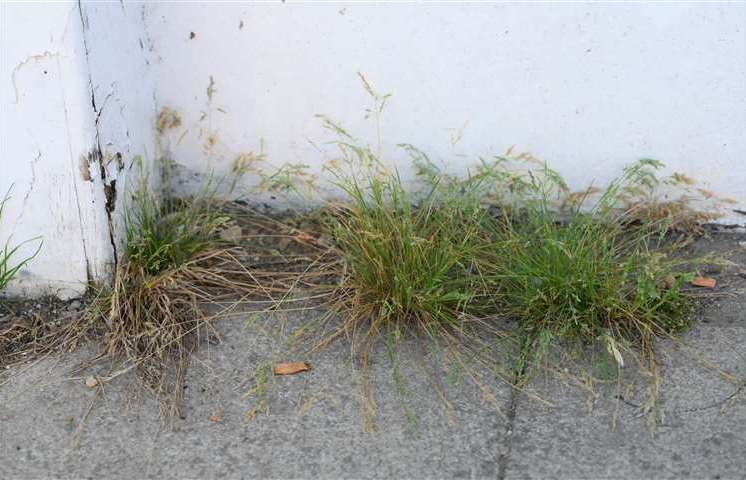 Weeds are once again going to be the topic for discussion by councillors.