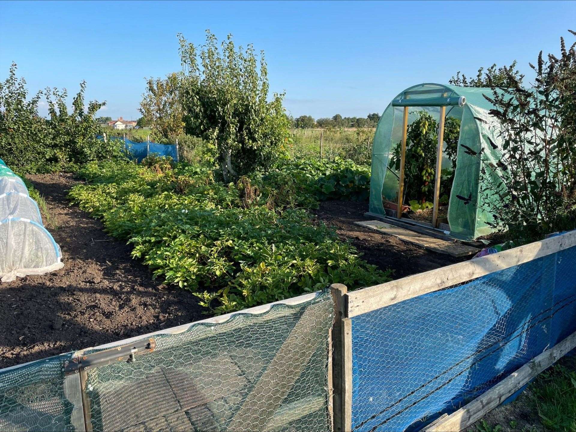 An allotment is hard work but is also very rewarding when you start harvesting those tasty homegrown crops.