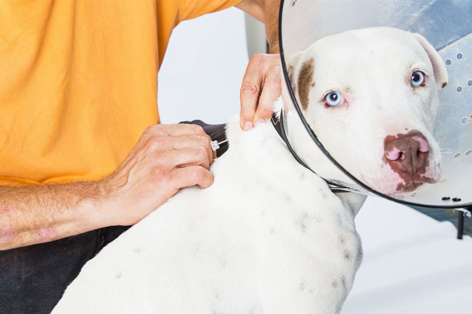 Man microchipping large dog wearing plastic cone around neck with focus on hands and needle. (47389159)