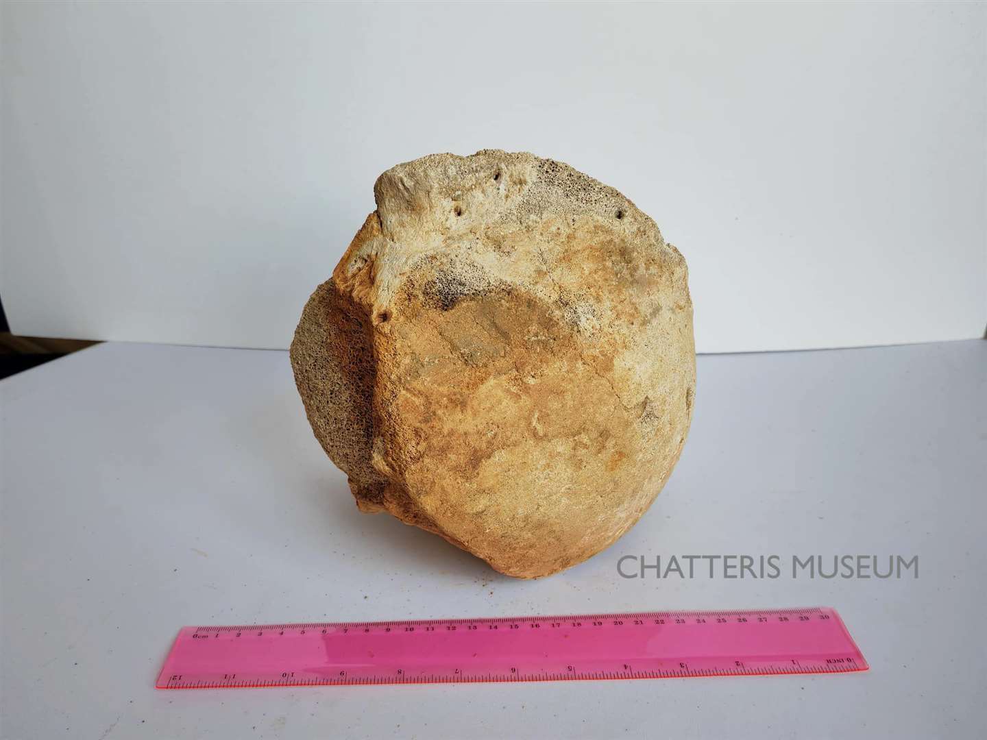 The bone belonging to a Palaeoxodon was found locally and is now on display in Chatteris Museum. Picture: Chatteris Museum