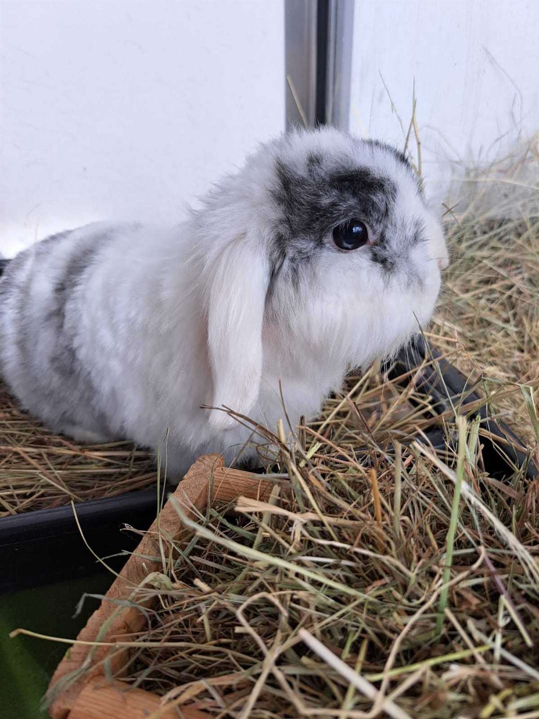 One of the rabbits which was left