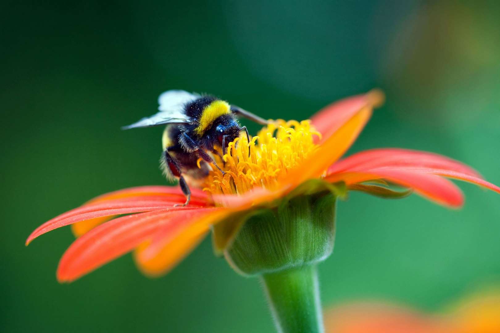 The survey is conducted by counting the insects trapped on number plates. Image: iStock.