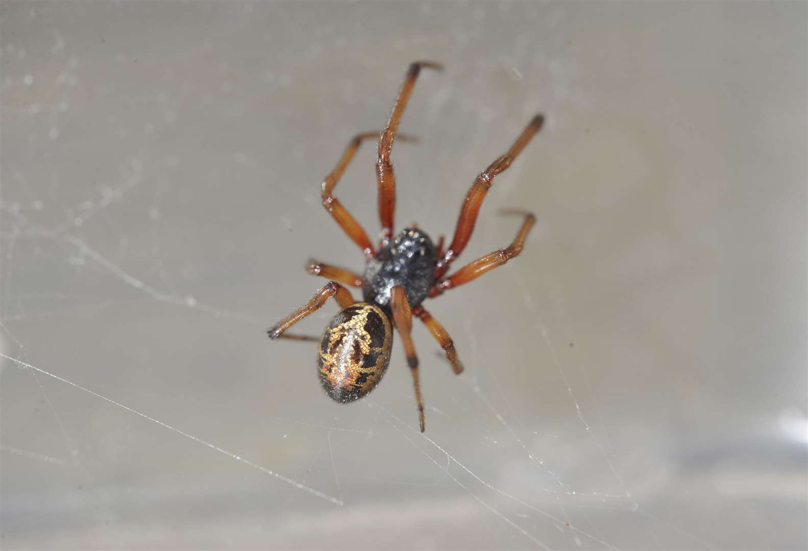 False widow spider