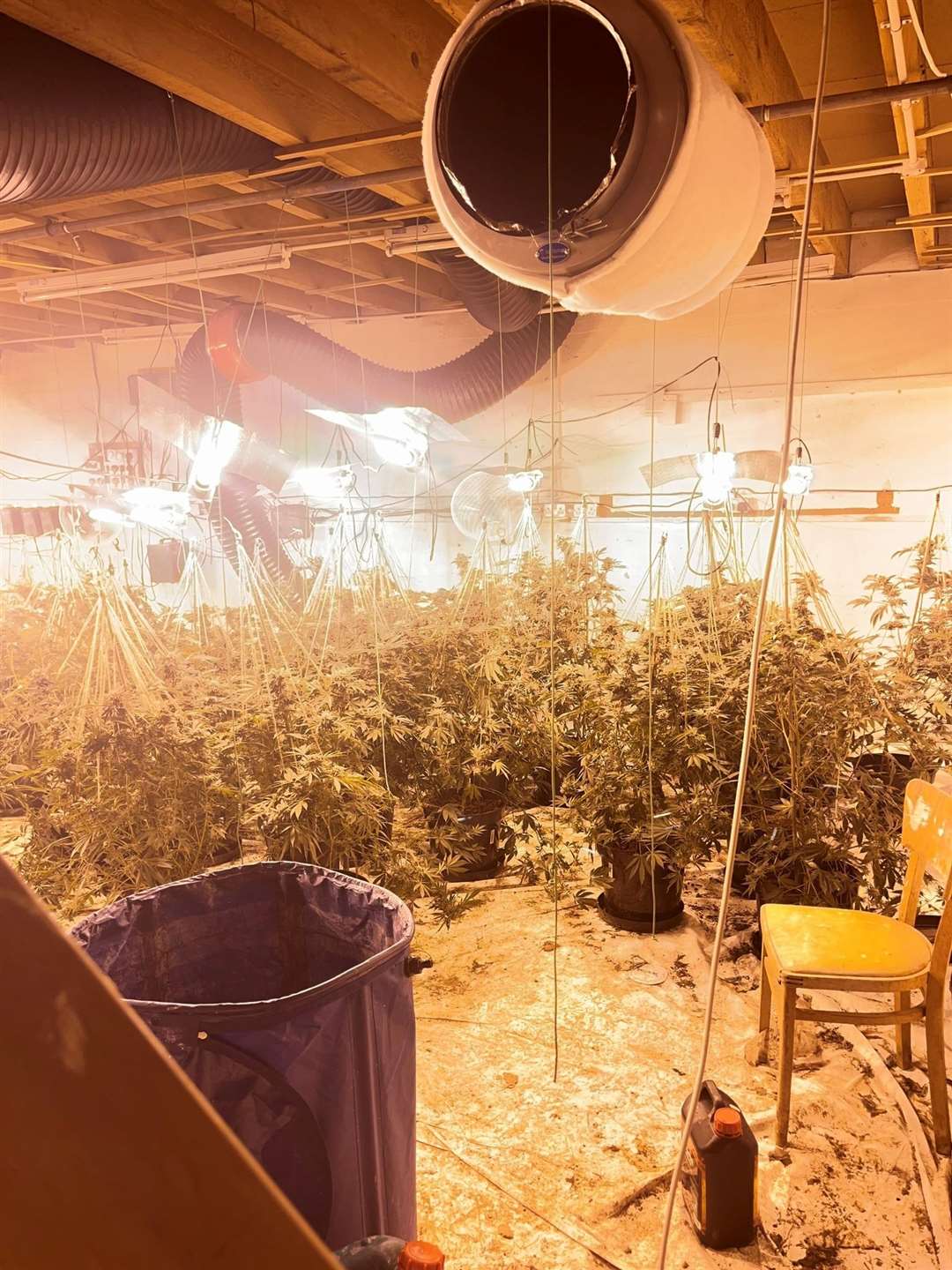 A cannabis factory with over 400 plants has been uncovered by police in Murrow.
