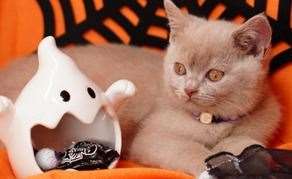 Use an LED light in your pumpkins instead of a real candle to keep your cat safe. Picture: Canva