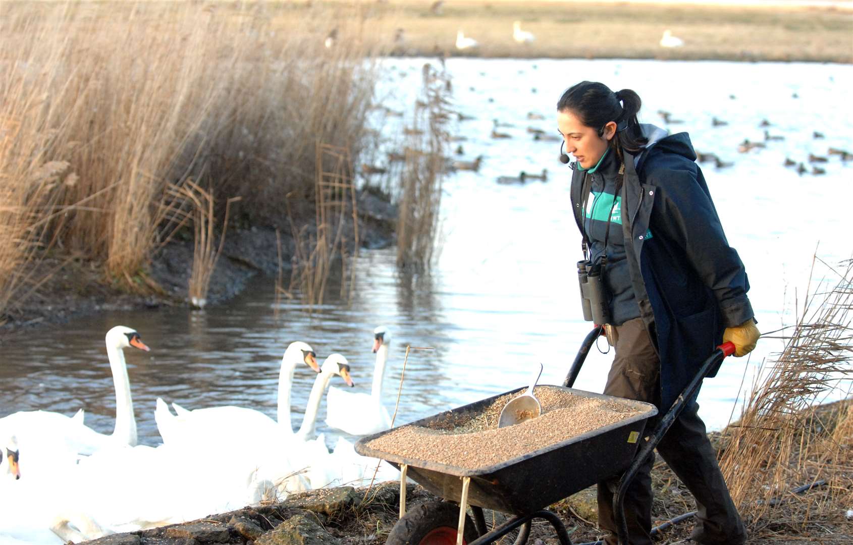 Swan feeding is a major attraction at the centre, and the season is now under-way.