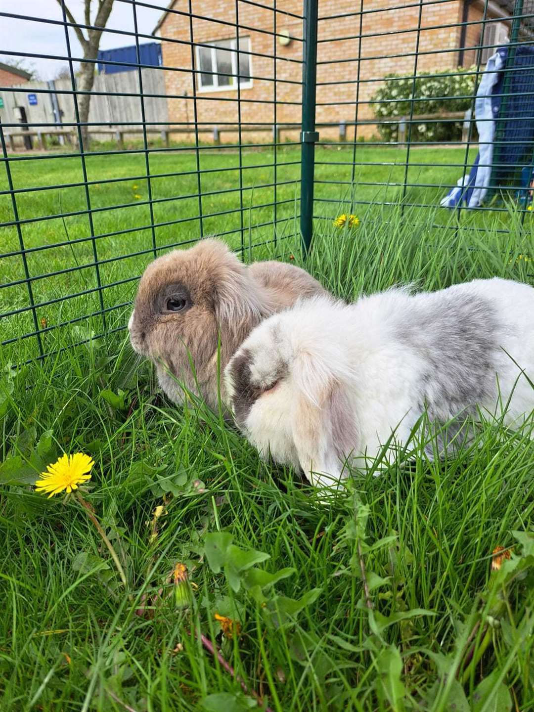 The rabbits were left in a guinea pig cage