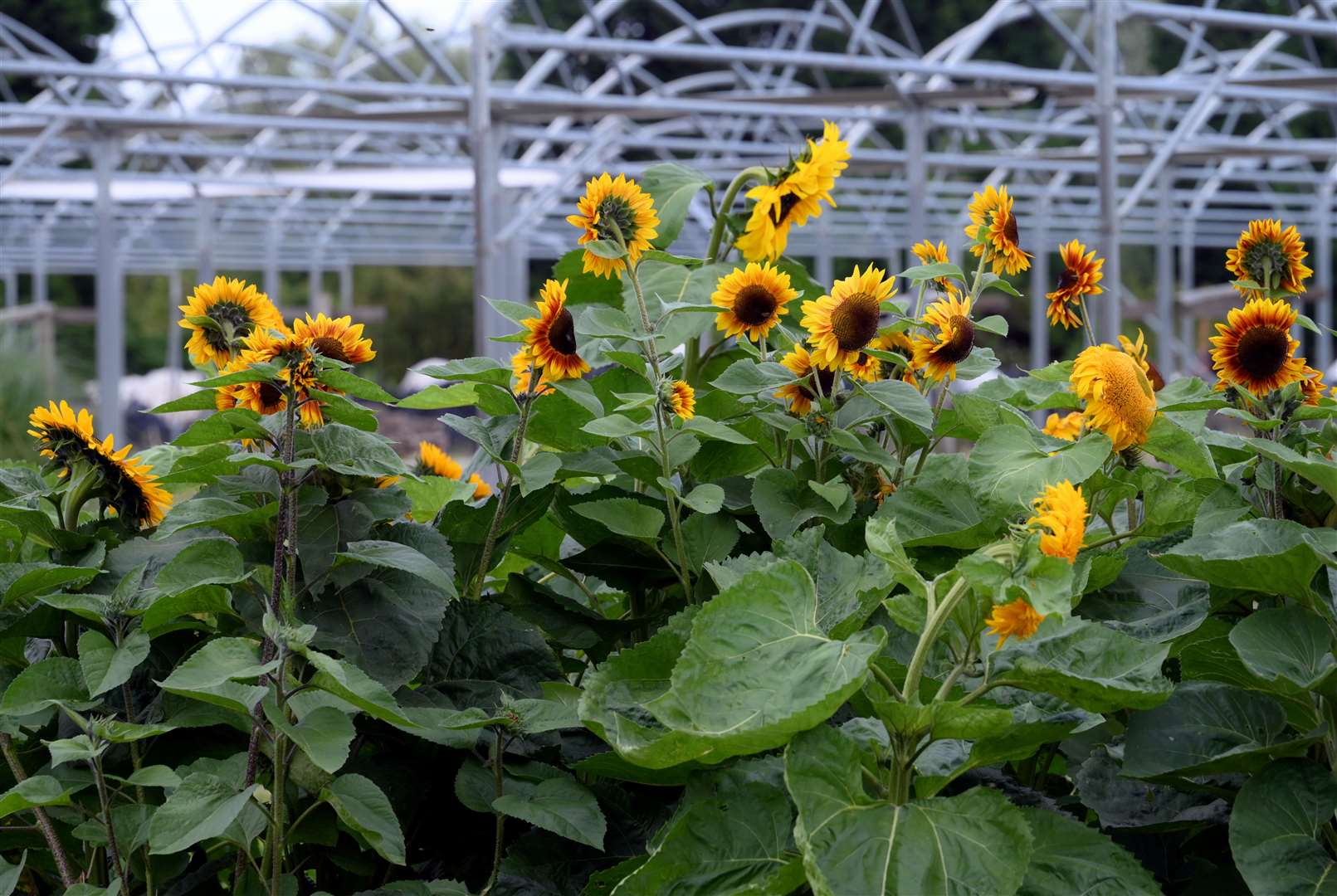 Sunflowers are dazzling at Emneth's Fairview Nurseries this summer.