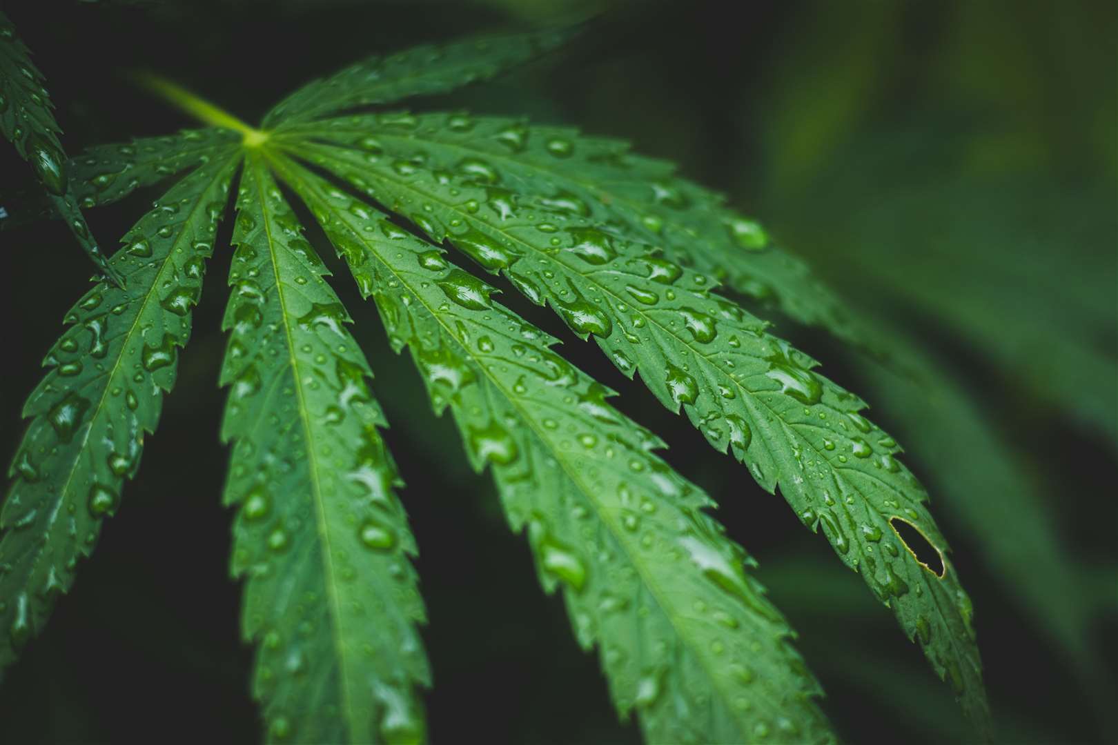 Ollie Hooker had 2.9g of cannabis on him. Picture: iStock