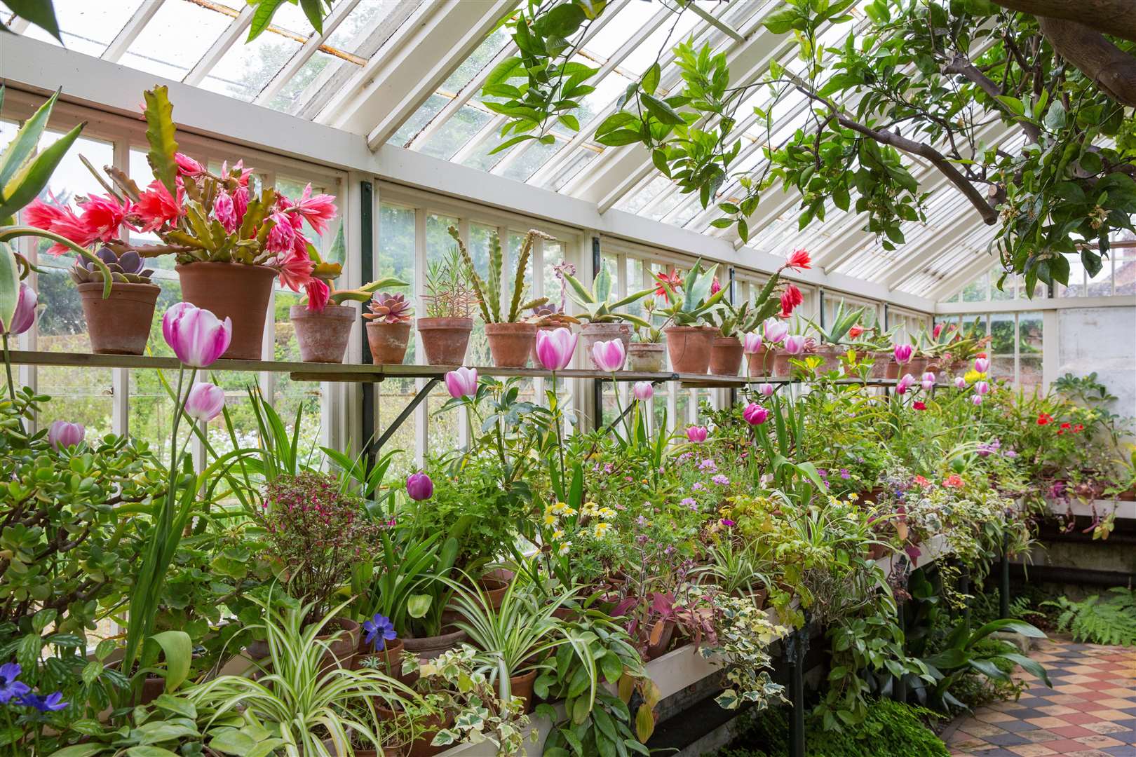 Inside the greenhouse at Peckover House and Garden