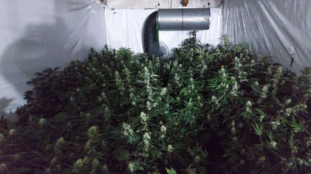 The cannabis plants were being grown inside lorry trailers on the scrap yard site.