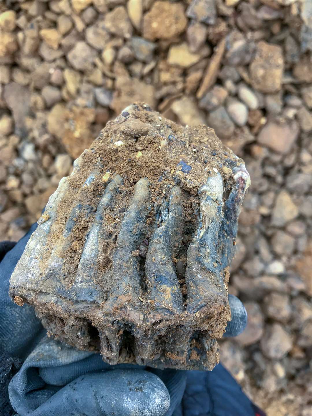 A bone from a woolly rhino. (5170850)