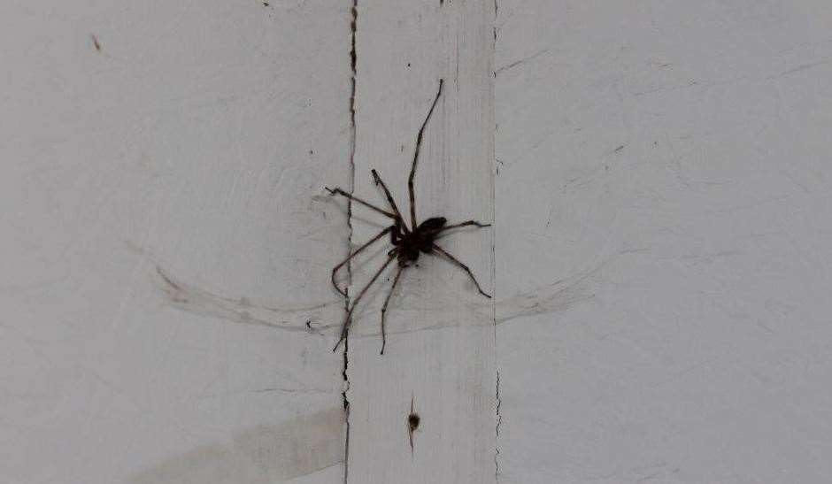 Spider mating season takes place between now and the end of October