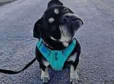 Bella is a sweet girl who is looking for a loving family.