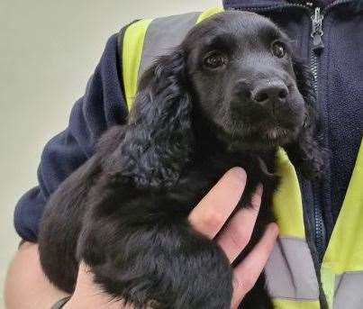 Billy was one of seven puppies rescued who have now found new homes. (53887281)
