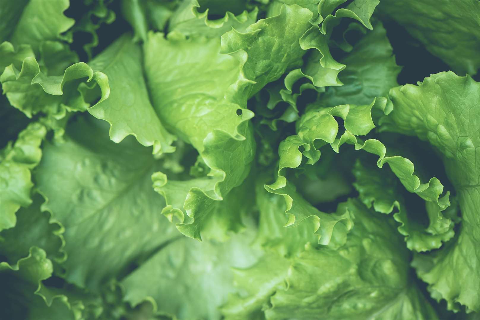 A sacrificial crop might keep slugs away from plants you want to protect. Image: iStock photo.