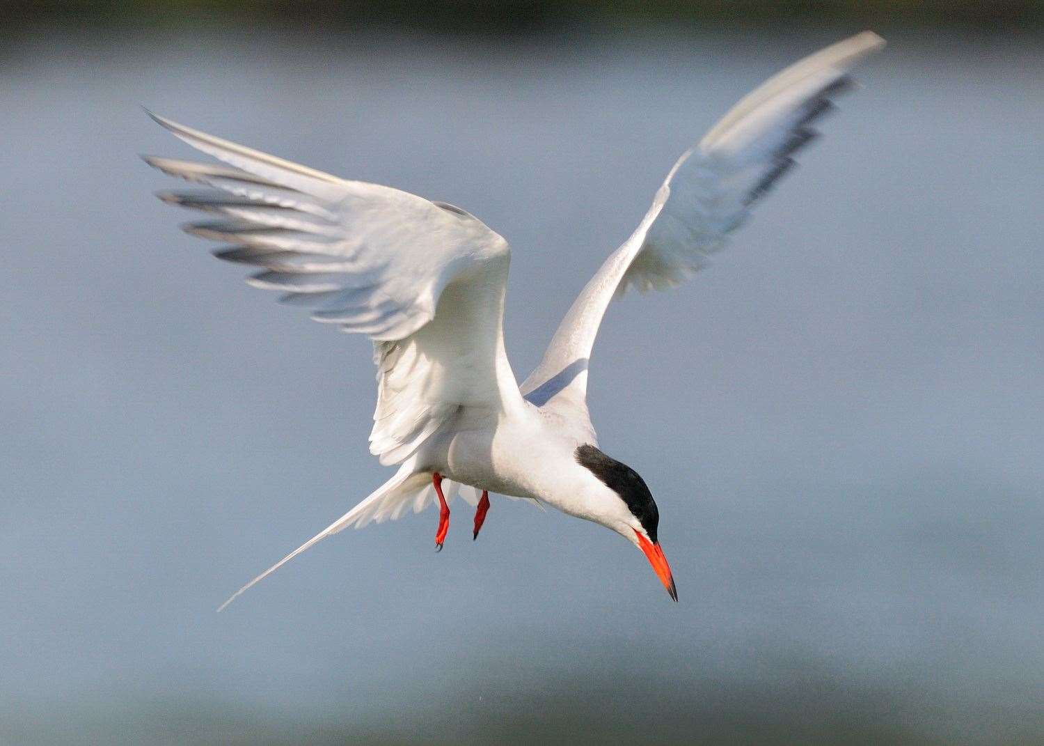 Common tern are often seen around our rivers. Photo: Tom Hines (33933504)