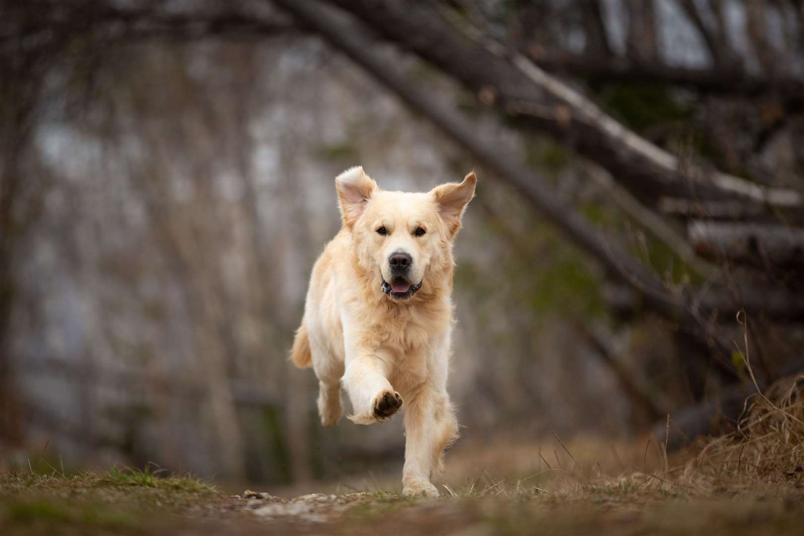 Could an active Golden Retriever be the breed for you? Picture; iStock.