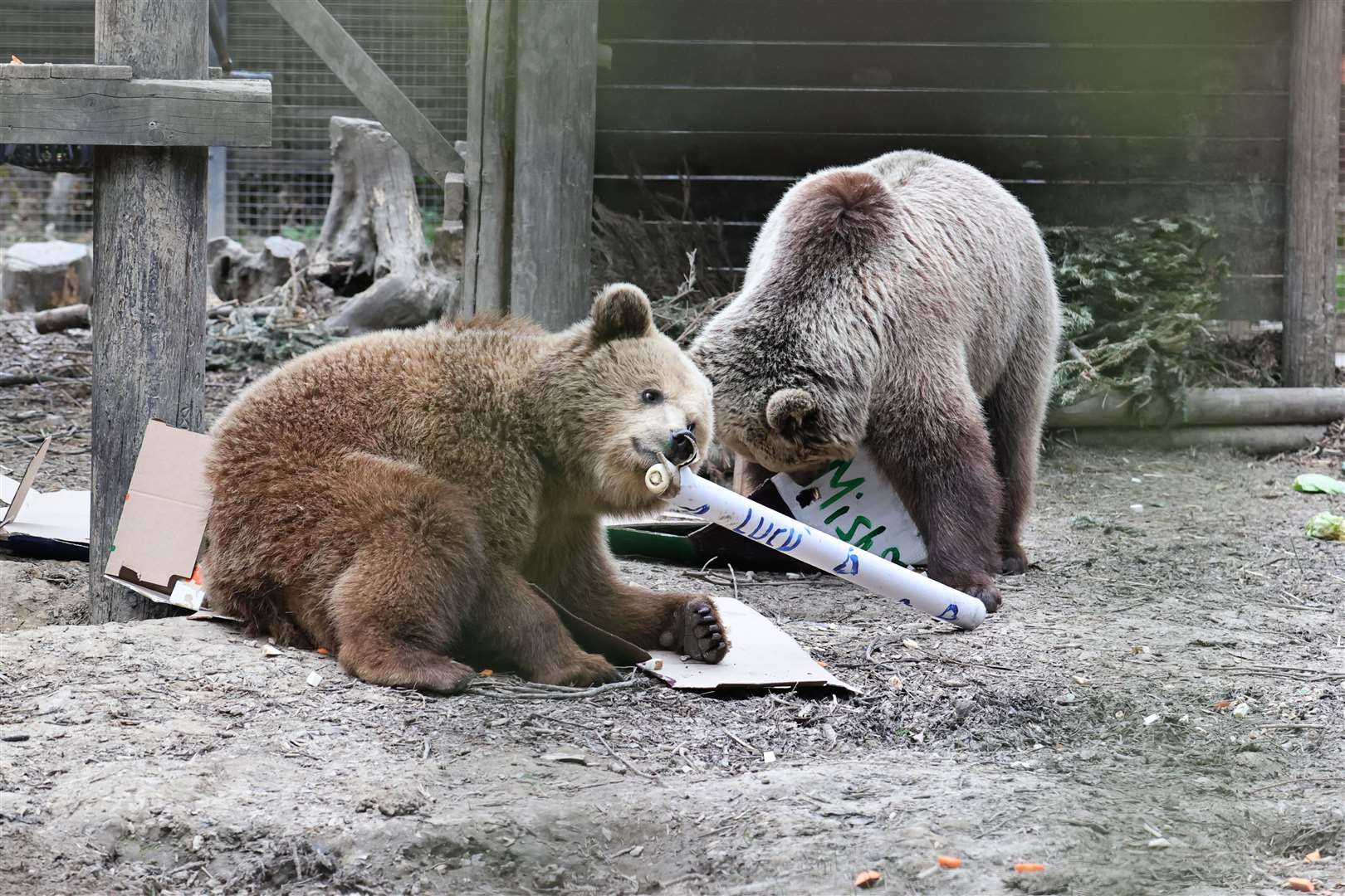 Mish and Lucy are siblings (Wildwood Trust/PA)