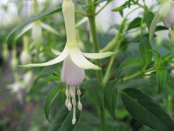Hawkshead fuchsia
