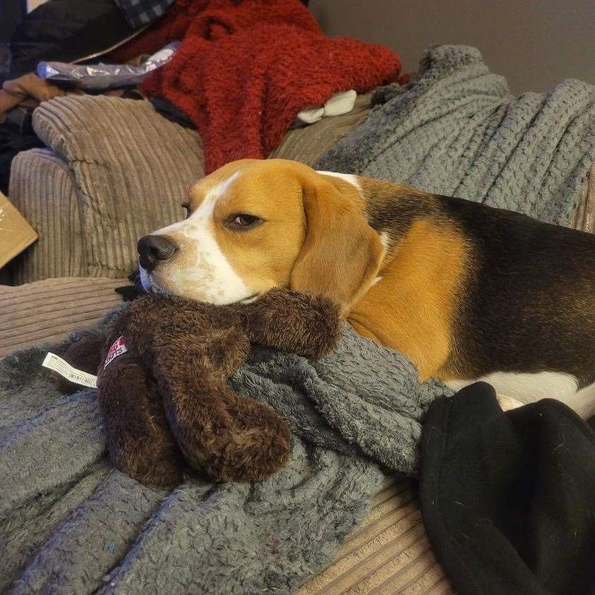 Indiana known as Indy the beagle has been stolen from hhis home in March. (43989505)