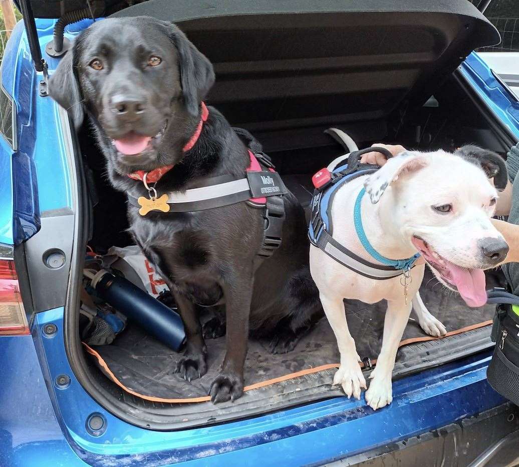 Milo is loving life with his playmat Molly the Labrador and his new owners in Wisbech