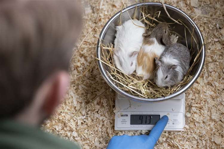 Guinea pigs are weighed during the annual animal health check at Chessington World of Adventures Resort in Surrey (Matt Alexander/PA) (61607601)