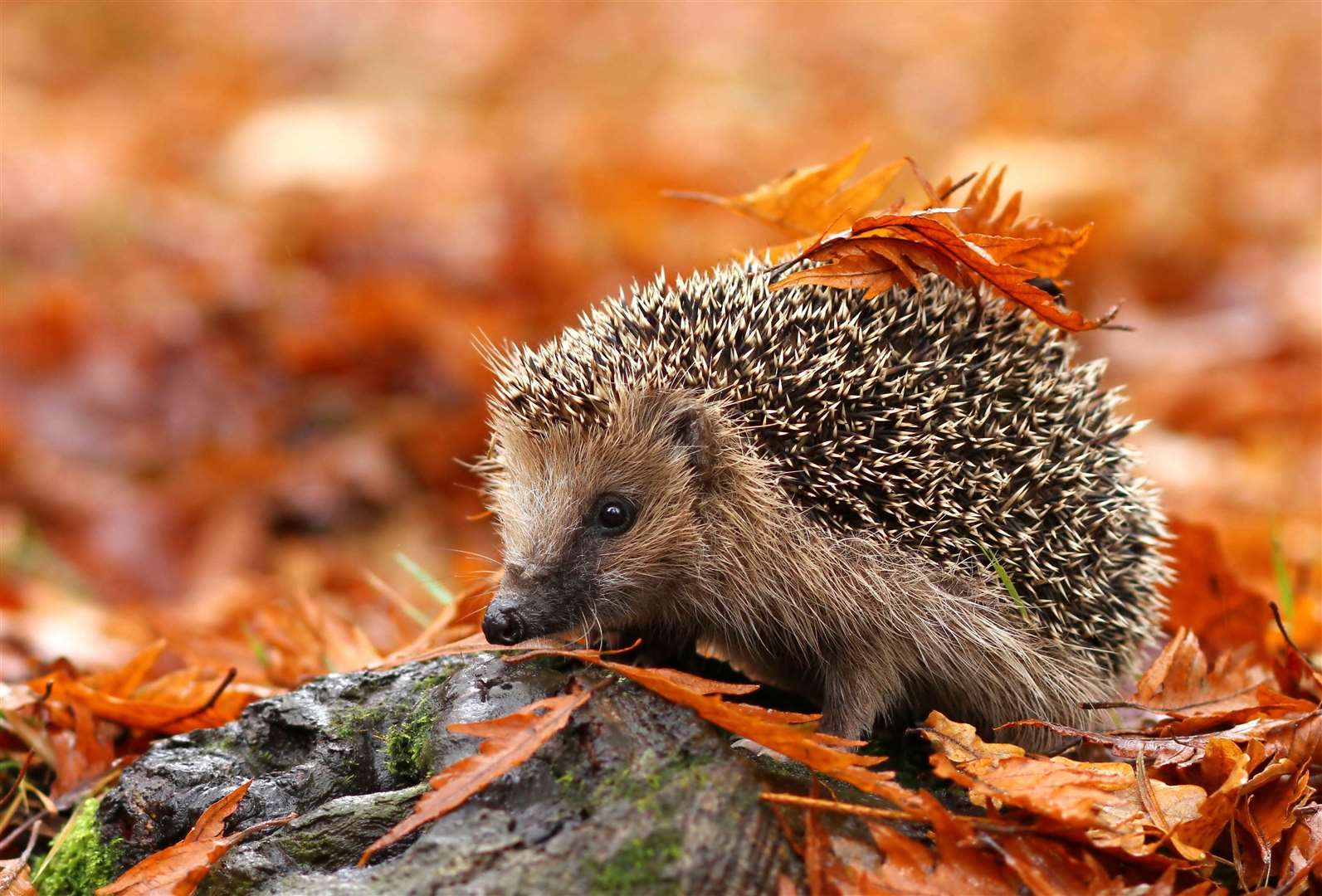 Hedgehogs, which hibernate in winter, feed on slugs. Image: Stock image.
