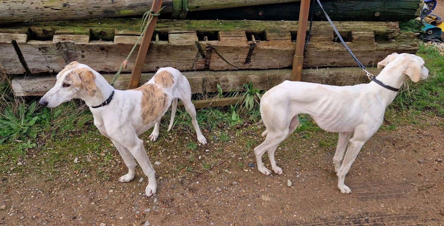 The lurchers were seized