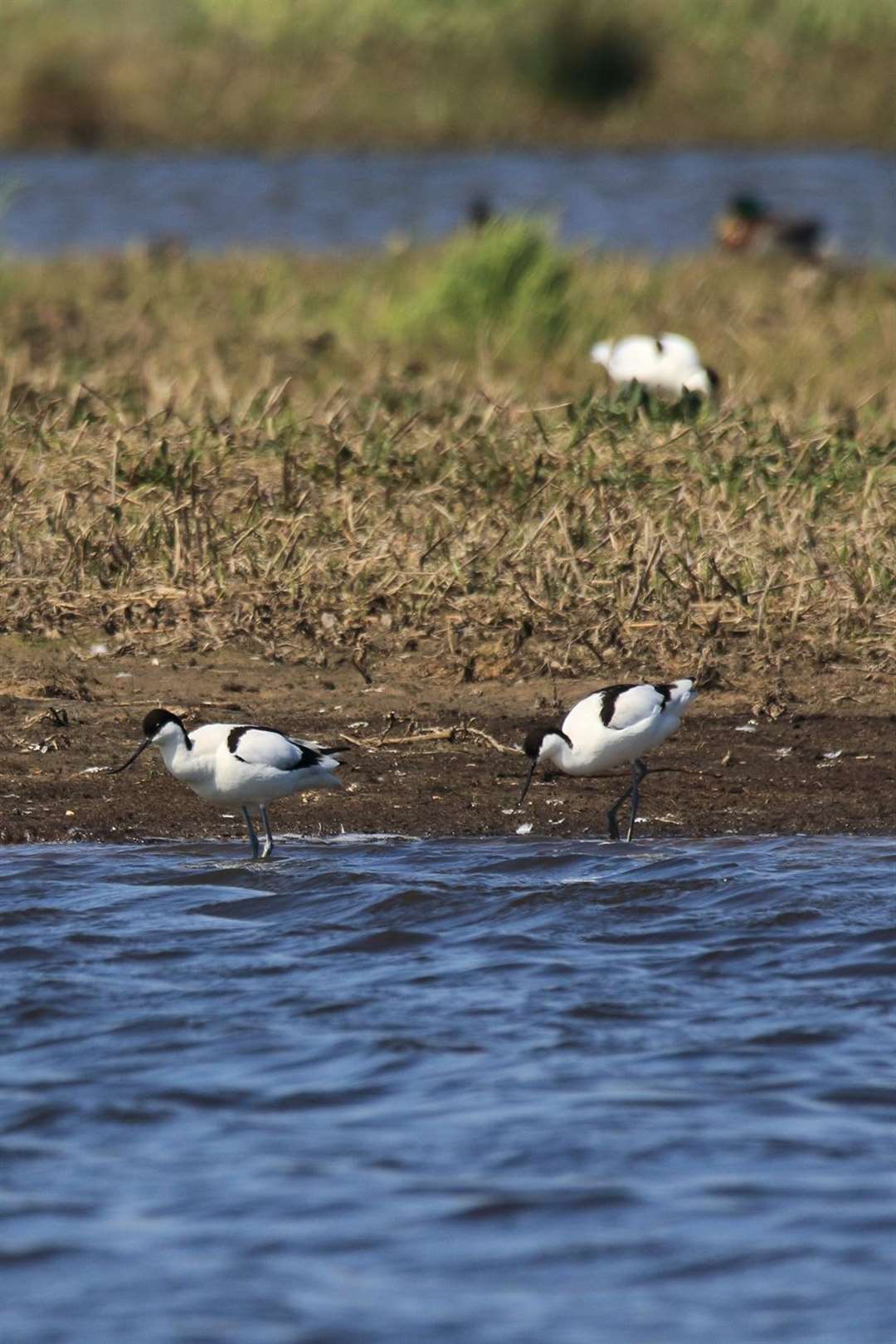 Avocets can be spotted at this time of year at Welney. Photo: Georgette Taylor. (33933480)