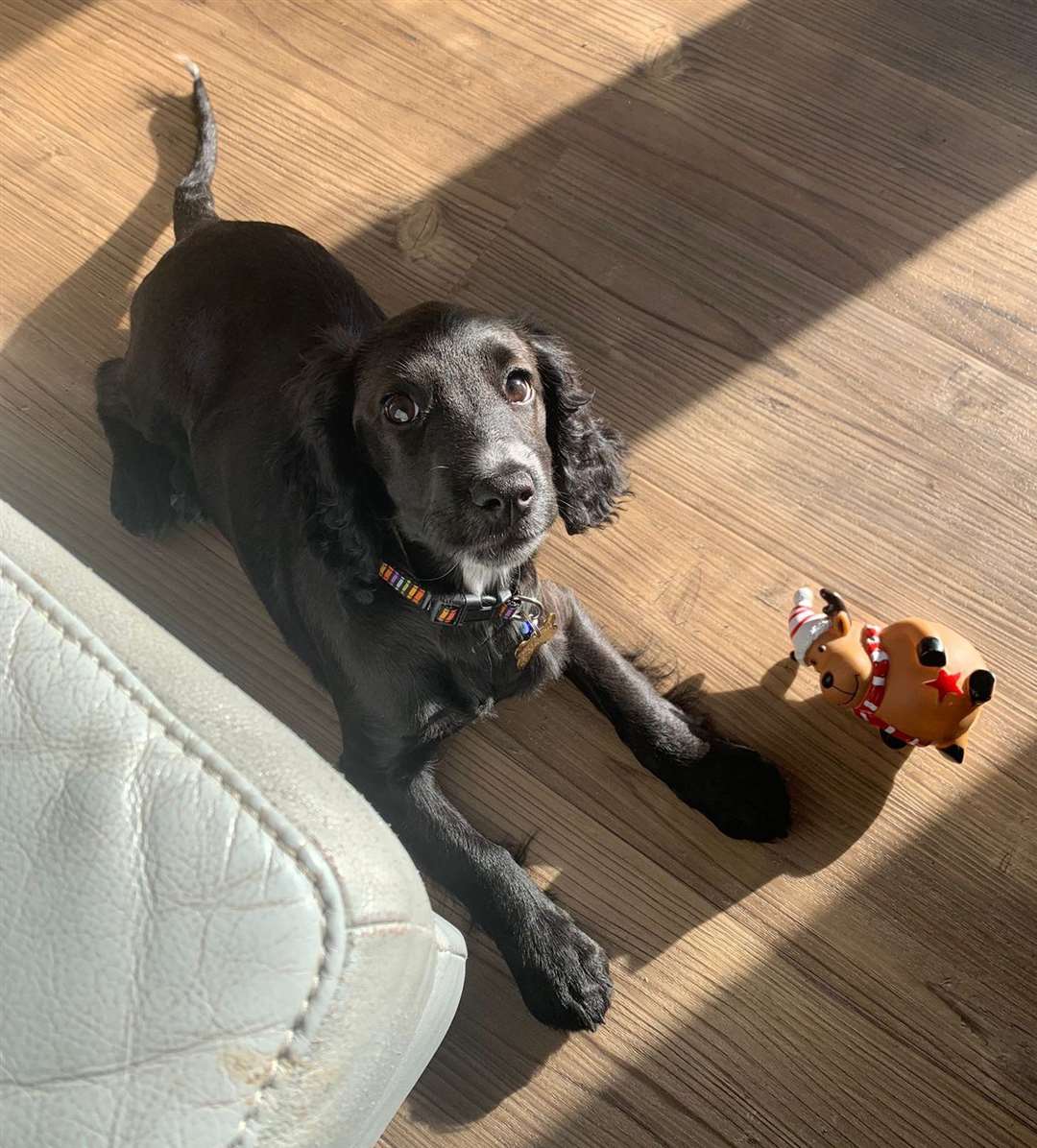 Phoebe is settling in with her new family. (53887272)