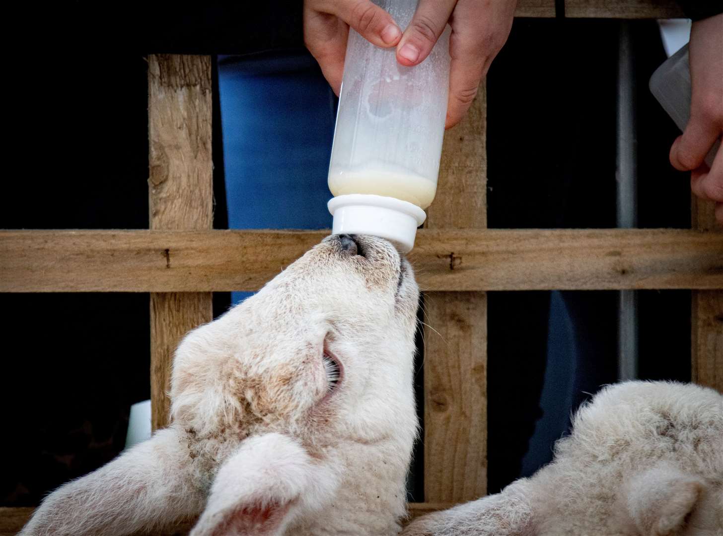 Lambs can be fed at Skylark. Picture: Terry Harris