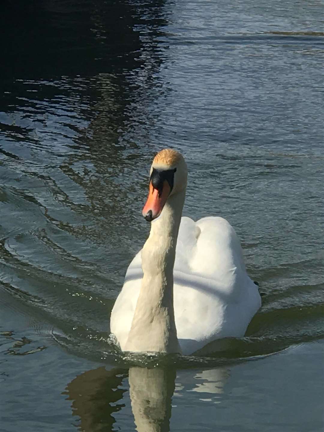 The RSPCA rescued this swan earlier this month from Houghton Mill after he was spotted with a large lump on his neck. (32672123)