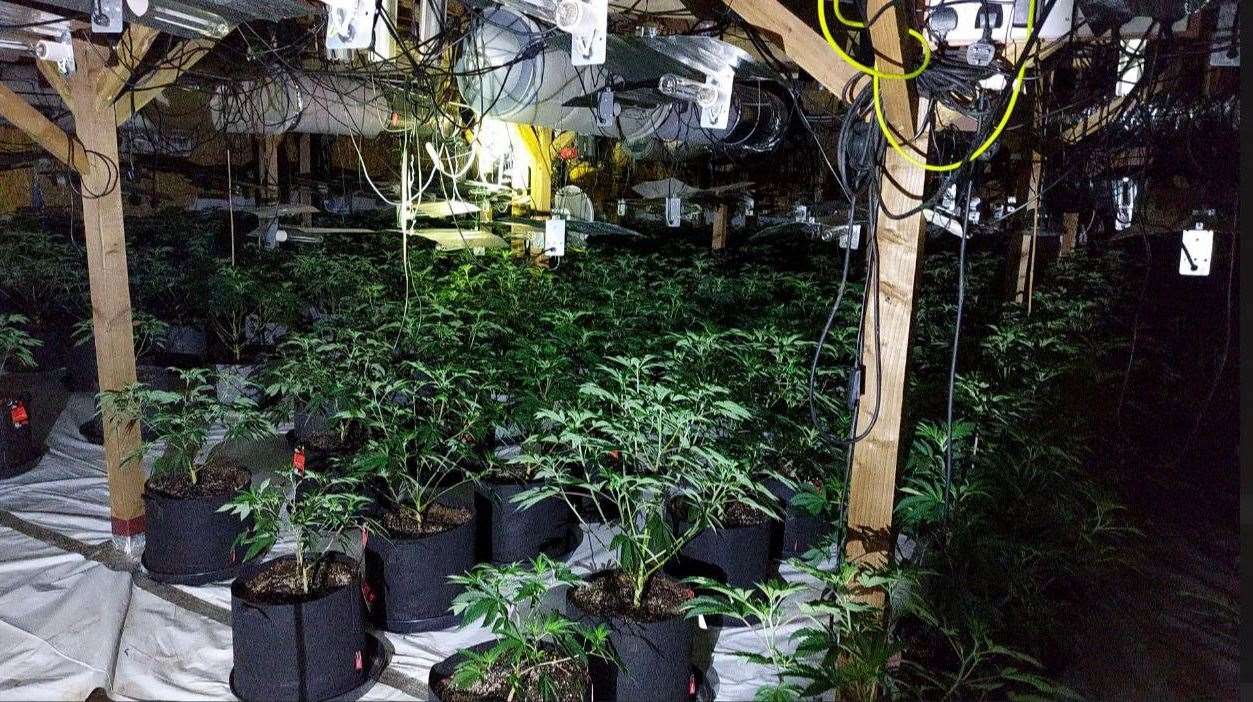 Police found 100s of cannabis plants in two locations in Wisbech.