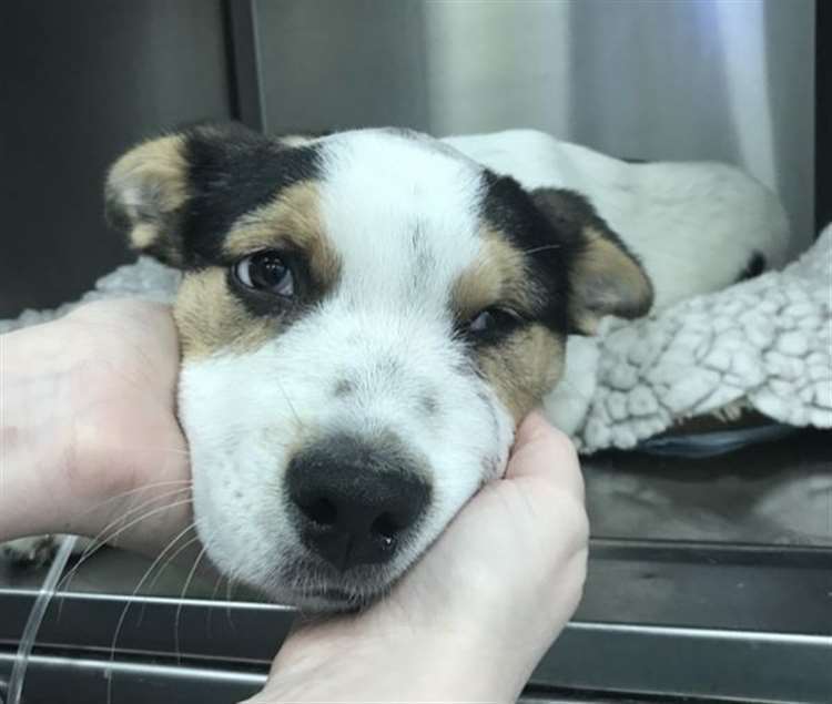 The cost of living crisis may have led to an increase in animal cruelty, according to the RSPCA. Picture: RSPCA