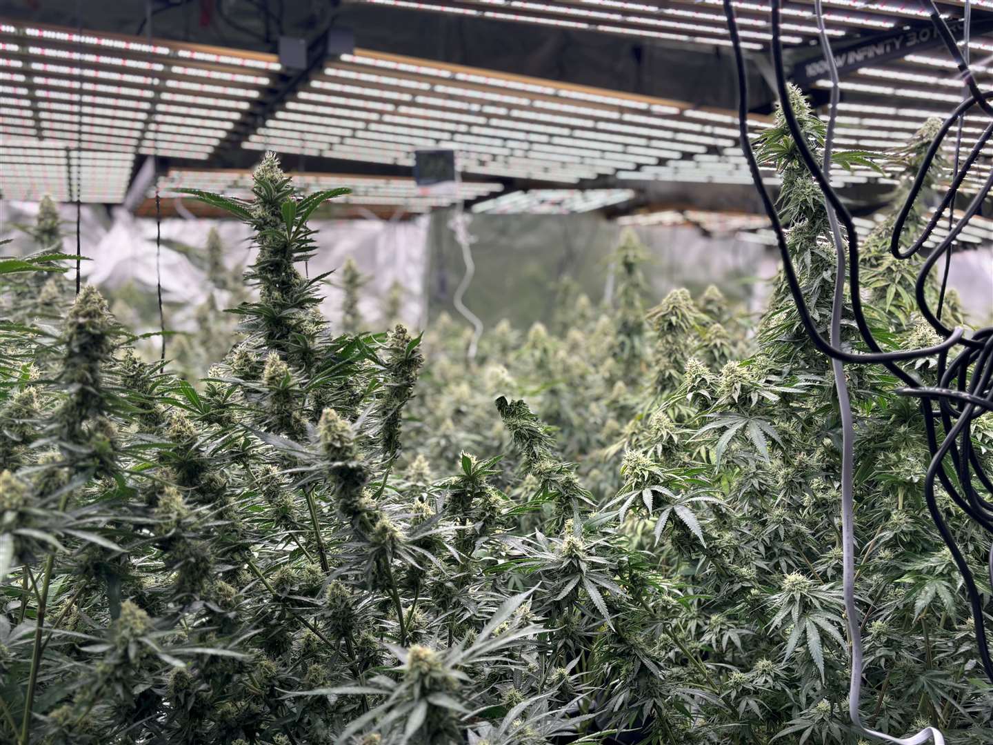 Some of the cannabis found as a result of the police operation to tackle gangs cultivating the drug in Cambridgeshire