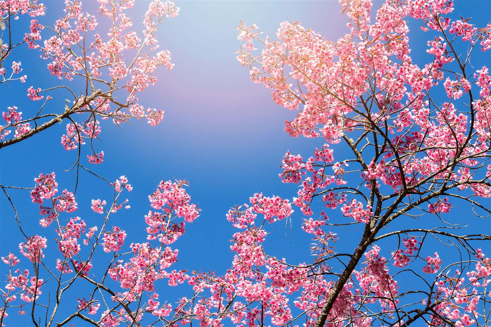 Beautiful cherry blossom or sakura will soon be blooming in communities across Fenland.