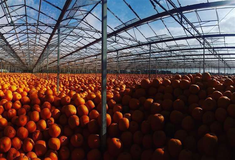 Outwell firm says a new storage shed will provide a better environment for its pumpkin crop than the existing glasshouses. Photo: Oakley Farms.