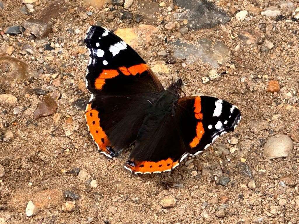 The Red Admiral butterfly