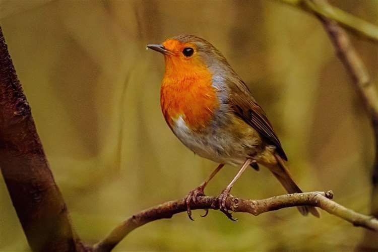 A robin in a tree near Clydach Vale, near Tonypandy, in Wales (Ben Birchall/PA) (61607597)