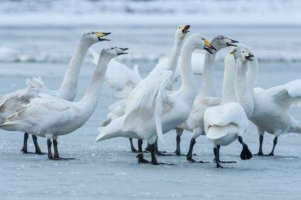 Swan flock on the ice at WWT Welney. Picture: Simon Stirrup